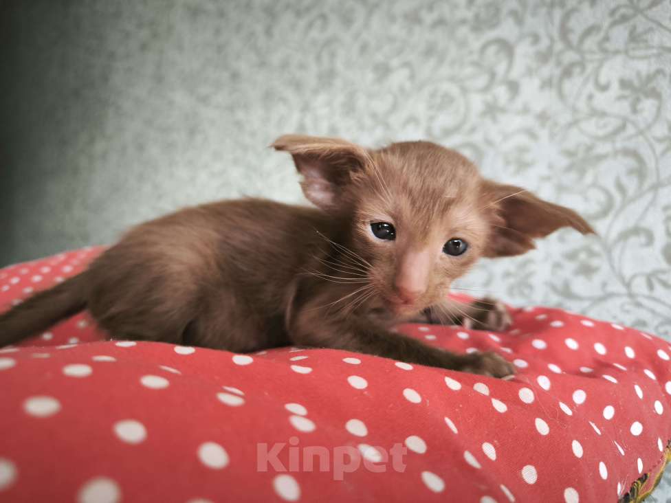 Кошки в Москве: Ориентальных экстремальные котята в Москве Мальчик, Бесплатно - фото 2