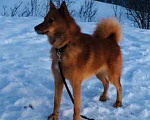 Собаки в Мурманске: Потерялась собака Мальчик, Бесплатно - фото 1