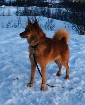 Собаки в Мурманске: Потерялась собака Мальчик, Бесплатно - фото 1