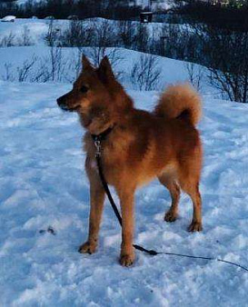 Объявление: Потерялась собака, Бесплатно, Мурманск