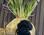 Собаки в Самаре: Маленький цветочек  Девочка, 110 000 руб. - фото 3