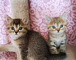 Кошки в Москве: Британские и Шотландские котята  Мальчик, 10 000 руб. - фото 1