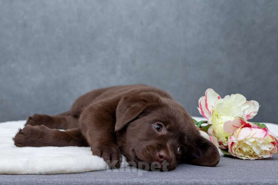 Собаки в Санкт-Петербурге: Щенок лабрадора Девочка  Девочка, 45 000 руб. - фото 5