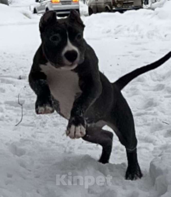 Собаки в Мурманске: Американский булли Девочка, Бесплатно - фото 1