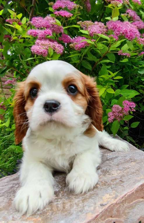 Собаки в Санкт-Петербурге: Мальчик кавалер Кинг Чарльз спаниель  Мальчик, 85 000 руб. - фото 2