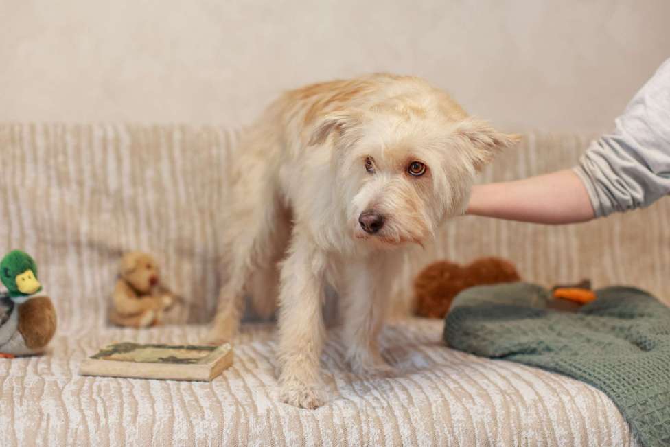 Собаки в Москве: Вилли некрупный бородатый песик. Требуется джентльмену достойный кров. Мальчик, Бесплатно - фото 5