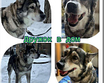 Собаки в Москве: Очень хорошая собачка, в самые Надежные руки!  Девочка, 100 руб. - фото 1