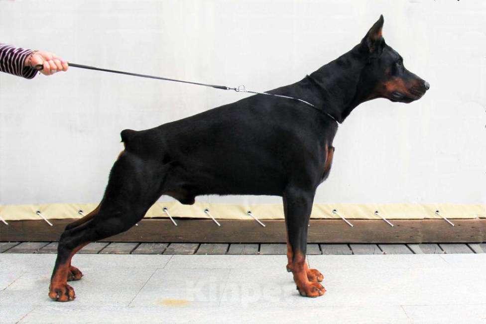 Собаки в Чехове: Шикарный щенок добермана РКФ Мальчик, 90 000 руб. - фото 4