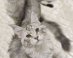 Кошки в Скопине: Котята Мейн-кун(питомник)  Девочка, 40 000 руб. - фото 4