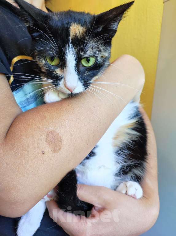 Кошки в Санкт-Петербурге: Кошка в добрые руки  Девочка, Бесплатно - фото 3