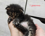 Кошки в Теберде: Котята мейн кун, 16 000 руб. - фото 3