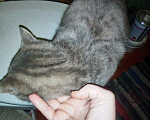 Кошки в Бийске: Отдам кошку Девочка, 1 руб. - фото 2