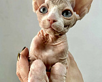 Кошки в Королеве: Очаровательный сфинксенок из питомника Мальчик, 50 000 руб. - фото 1