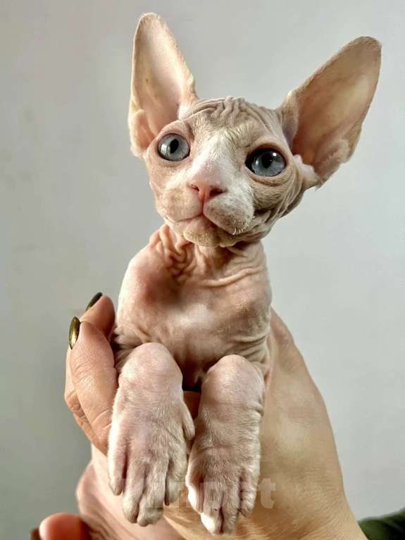 Кошки в Королеве: Очаровательный сфинксенок из питомника Мальчик, 50 000 руб. - фото 1