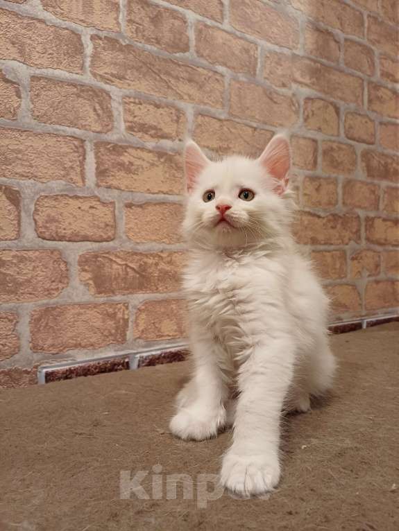 Кошки в Йошкаре-Оле: Крупный белоснежный мальчик Мейн-Кун Мальчик, 35 000 руб. - фото 3