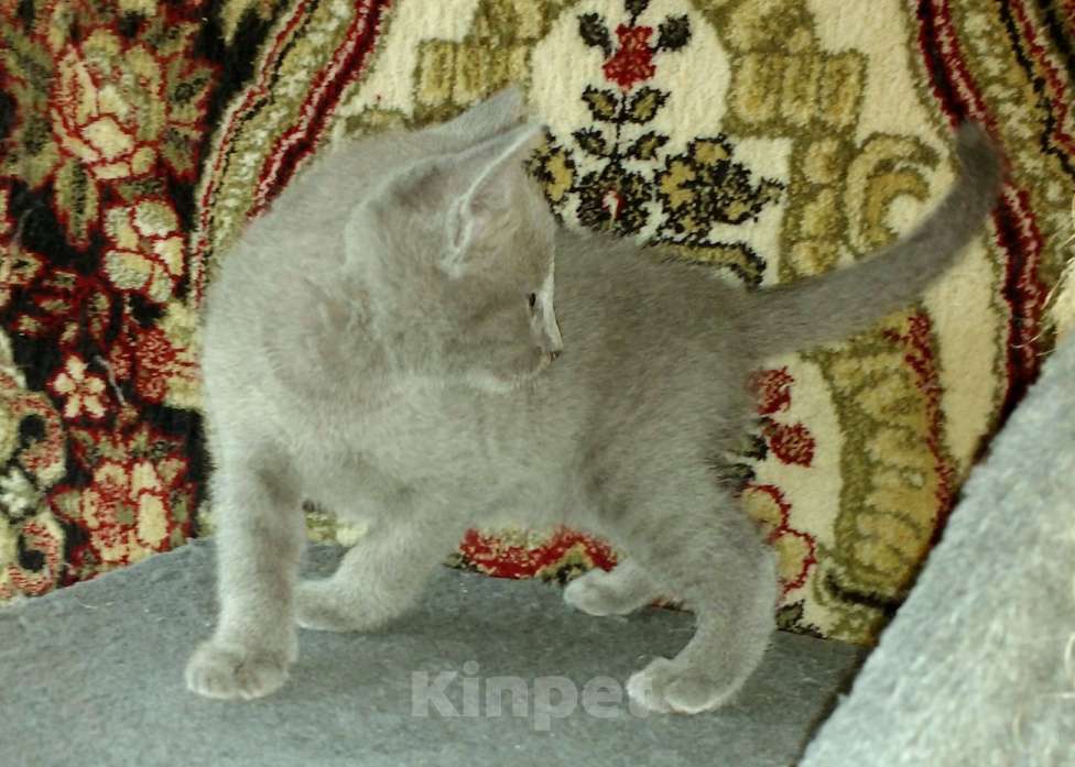 Кошки в Санкт-Петербурге: Русские голубые котята Девочка, 50 000 руб. - фото 9