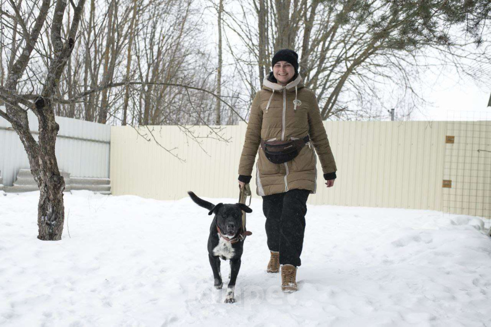 Собаки в Александрове: Собака Ляля ищет дом! Девочка, Бесплатно - фото 6