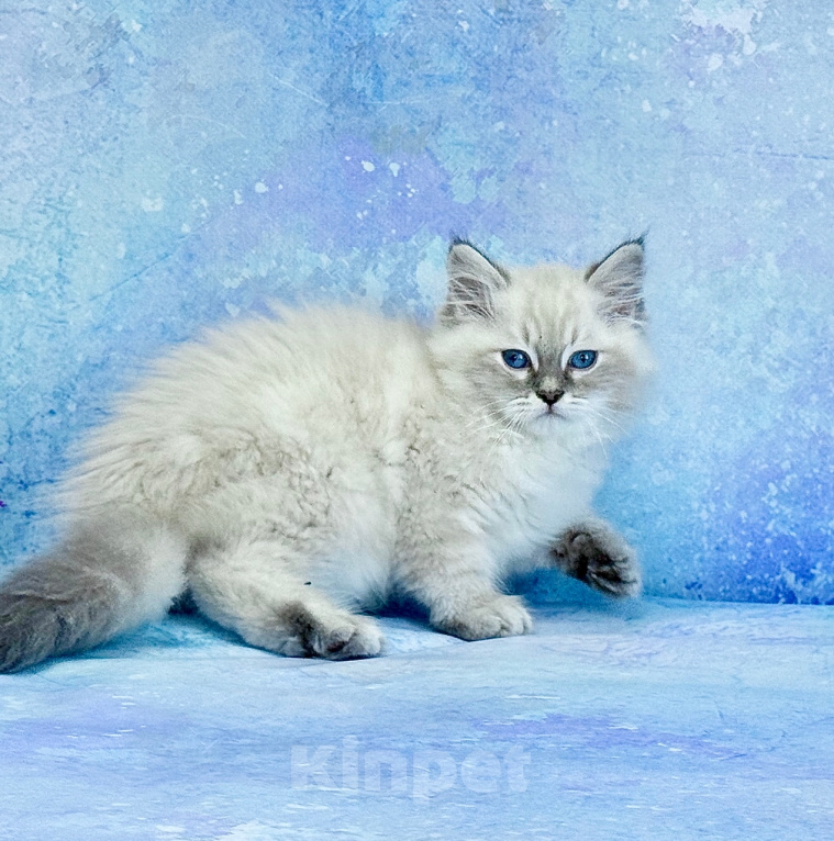 Кошки в Москве: Котёнок невской маскарадной Нектар (Сладкое счастье) Мальчик, 75 000 руб. - фото 2