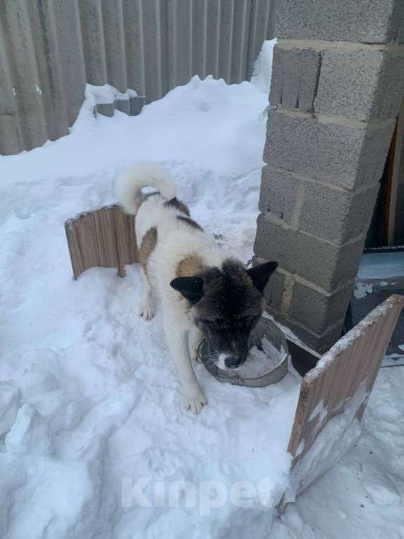 Собаки в Казани: Спасаем от плохого обращения Девочка, Бесплатно - фото 6