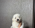 Собаки в Краснодаре: Продам щенков той пудель белого окраса. Девочка, 45 000 руб. - фото 2