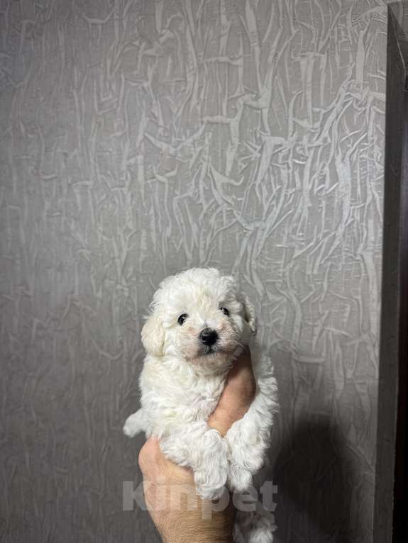 Собаки в Краснодаре: Продам щенков той пудель белого окраса. Девочка, 45 000 руб. - фото 2
