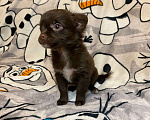 Собаки в Красногорске: Длинношерстный мальчик чихуахуа Мальчик, 20 000 руб. - фото 1