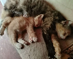 Кошки в других городах Ленинградской области: Рыжый котёнок Мальчик, Бесплатно - фото 1
