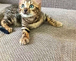 Кошки в Москве: Бенгальская девочка Девочка, 30 000 руб. - фото 5