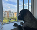 Собаки в Москве: Собака в добрые руки Мальчик, Бесплатно - фото 4