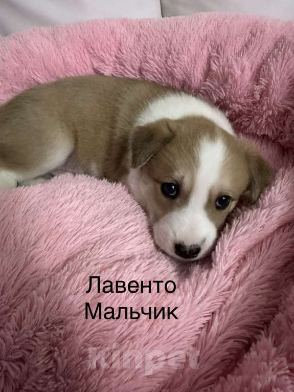 Собаки в Москве: Щенки Мальчик, 500 руб. - фото 7