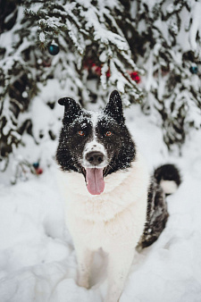Север – энергичный пес, рожденный для приключений.💫