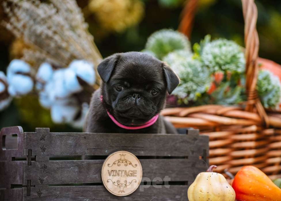 Собаки в Новосибирске: Мопс Сильвана Ветрокрылая Девочка, 60 000 руб. - фото 5