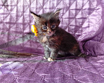 Кошки в Омске: Котята породы мейн-кун Девочка, 10 000 руб. - фото 1