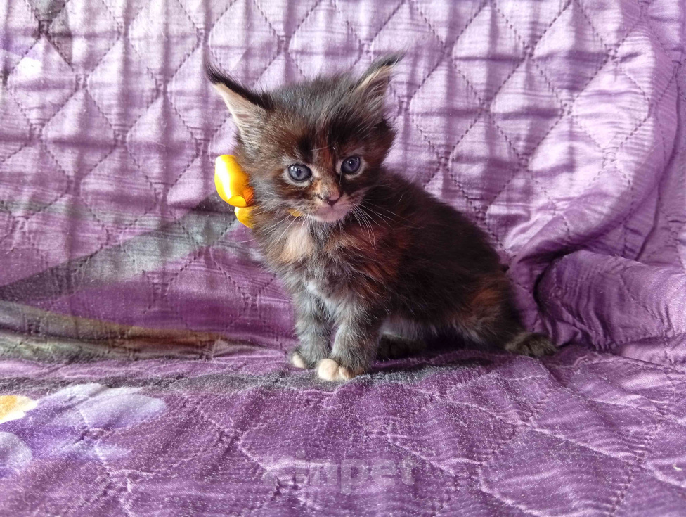 Кошки в Омске: Котята породы мейн-кун Девочка, 10 000 руб. - фото 1