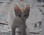 Кошки в Москве: Самый смелый рыжик Мальчик, Бесплатно - фото 5