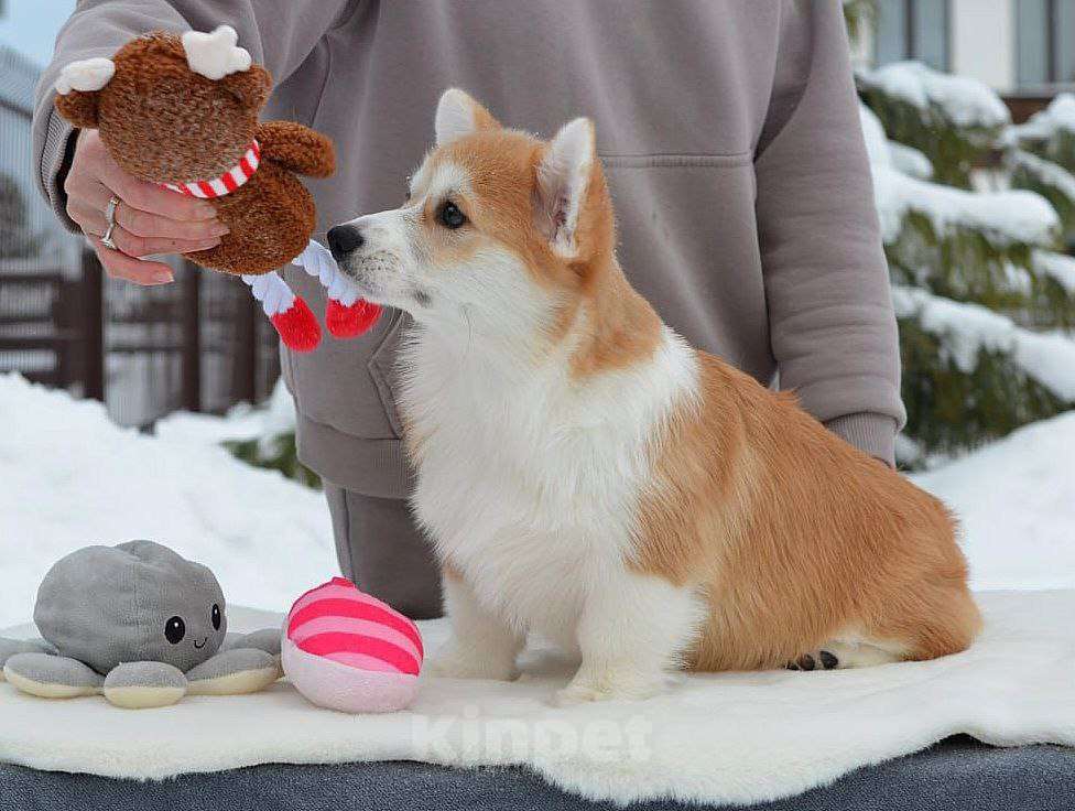 Собаки в Новосибирске: Высокопородный щенок вельш корги пемброк Девочка, Бесплатно - фото 6