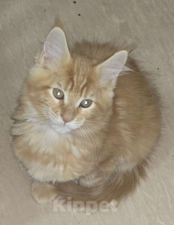 Кошки в Москве: Девочка 3 Девочка, 20 000 руб. - фото 7