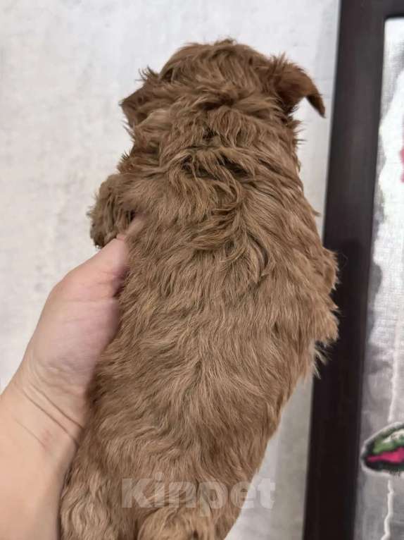 Собаки в Москве: Мальтипу мальчик Мальчик, 80 000 руб. - фото 3