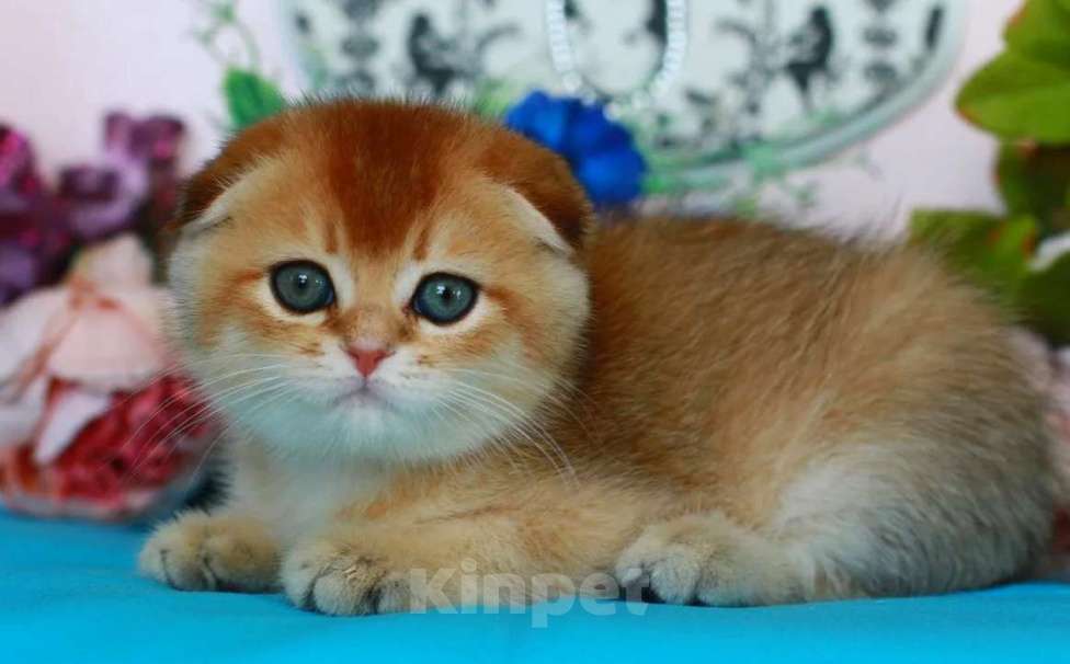 Кошки в Москве: Золотая шиншилла с документами  Девочка, 40 000 руб. - фото 2