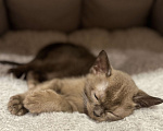 Кошки в Москве: Котенок-девочка европейская бурманская Девочка, 120 000 руб. - фото 4