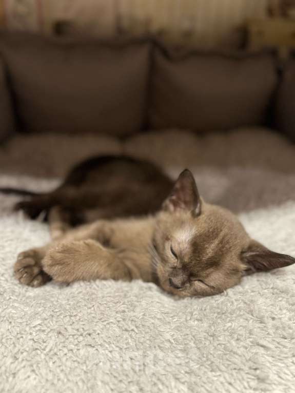 Кошки в Москве: Котенок-девочка европейская бурманская Девочка, 120 000 руб. - фото 4