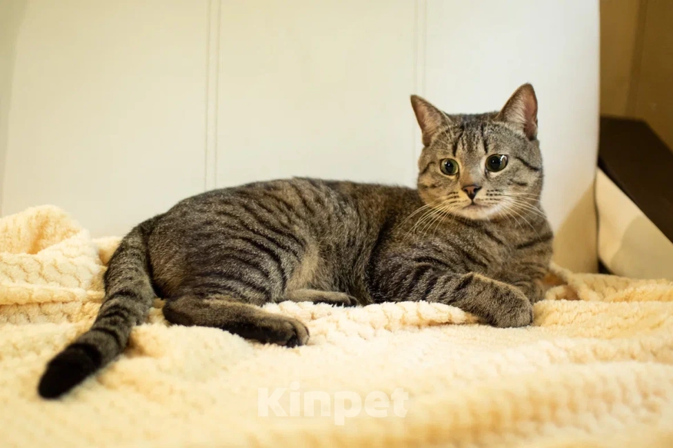 Кошки в Москве: Мистер Швепс в добрые руки 💛 Мальчик, Бесплатно - фото 2