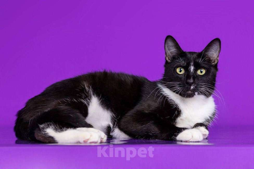 Кошки в Москве: Кошка Кнопка Девочка, Бесплатно - фото 2