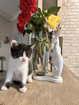 Домашний котенок (девочка), метис породы шотландская прямоухая
