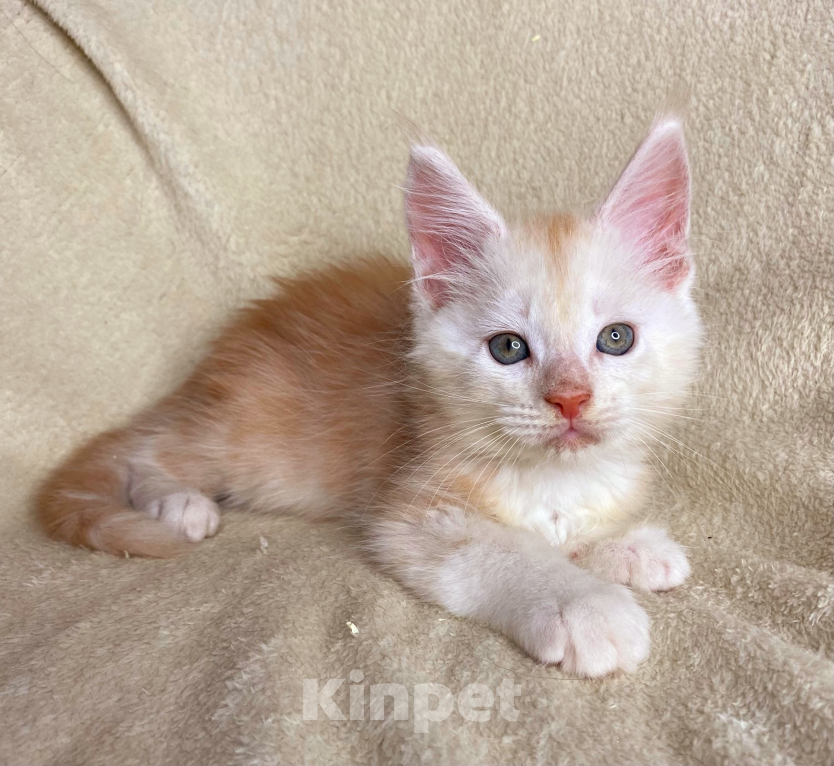 Кошки в Дмитрове: Красный дымчатый мальчик мейн кун Walmar Мальчик, 30 000 руб. - фото 5