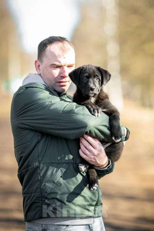 Собаки в Москве: Миша ищет дом  Мальчик, Бесплатно - фото 2