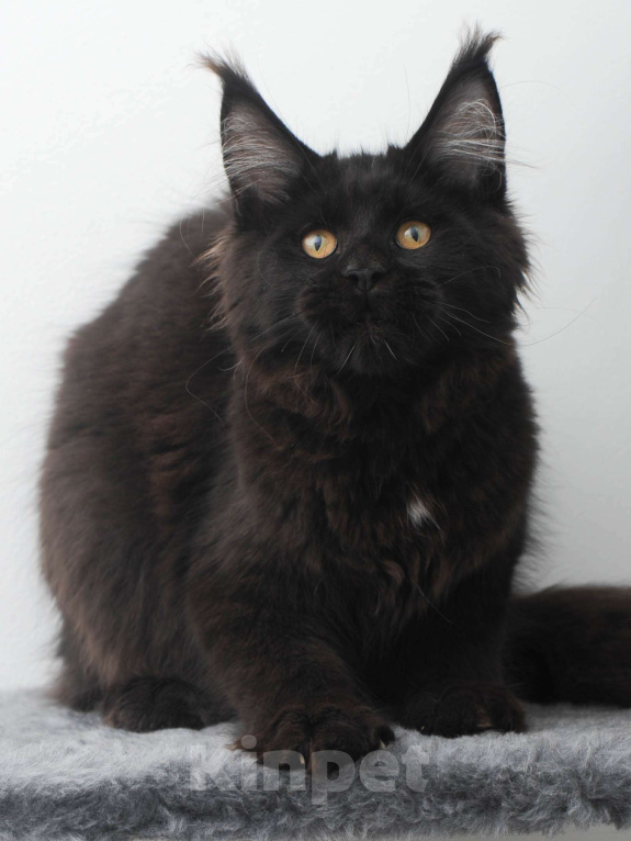 Кошки в Москве: Мейн-кун котенок Мальчик, 70 000 руб. - фото 5