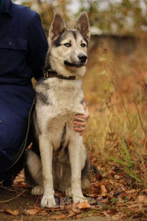 Собаки в Москве: Щенок подросток Мира Девочка, Бесплатно - фото 5