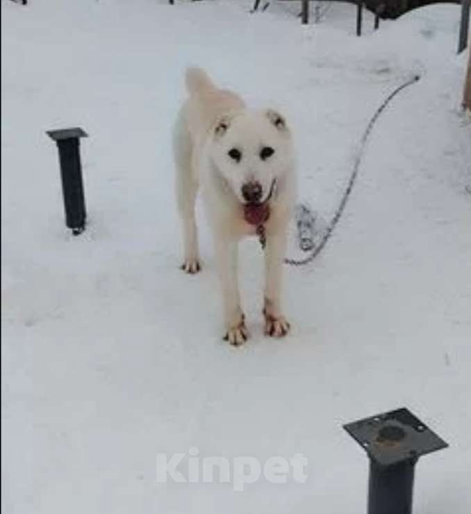 Собаки в Казани: Алабай  Девочка, 10 000 руб. - фото 8