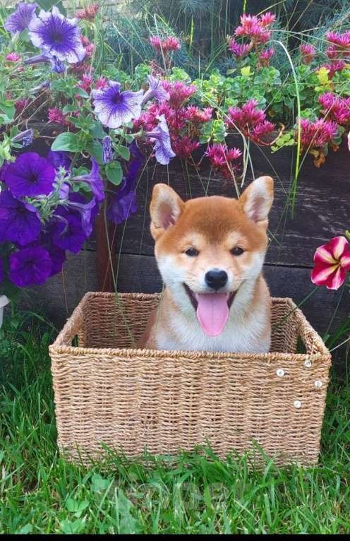 Собаки в Жигулевске: Щенки премиум класса от  титулованных родителей японских кровей  Девочка, 65 000 руб. - фото 3